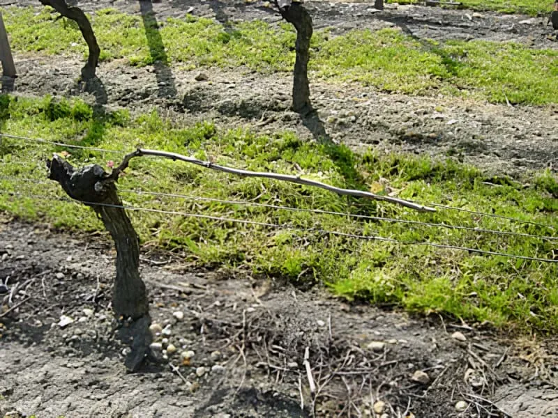 Growth of the Vines