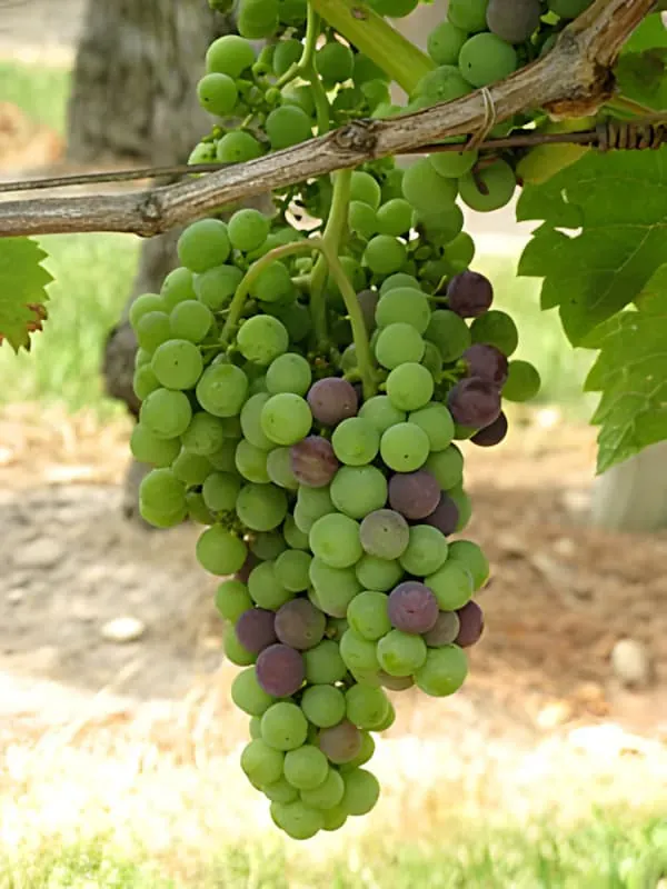 Véraison, the Countdown to Harvest