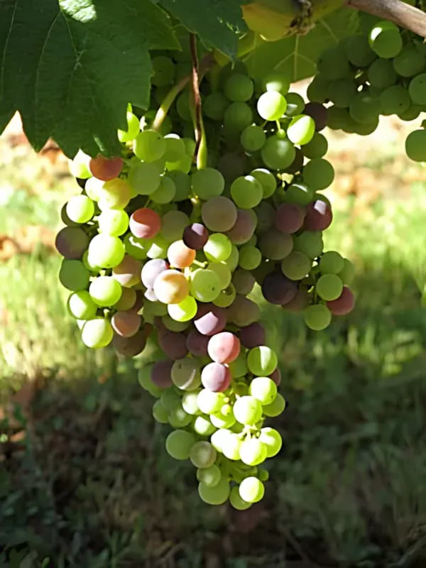 August Ripening and Green Harvest