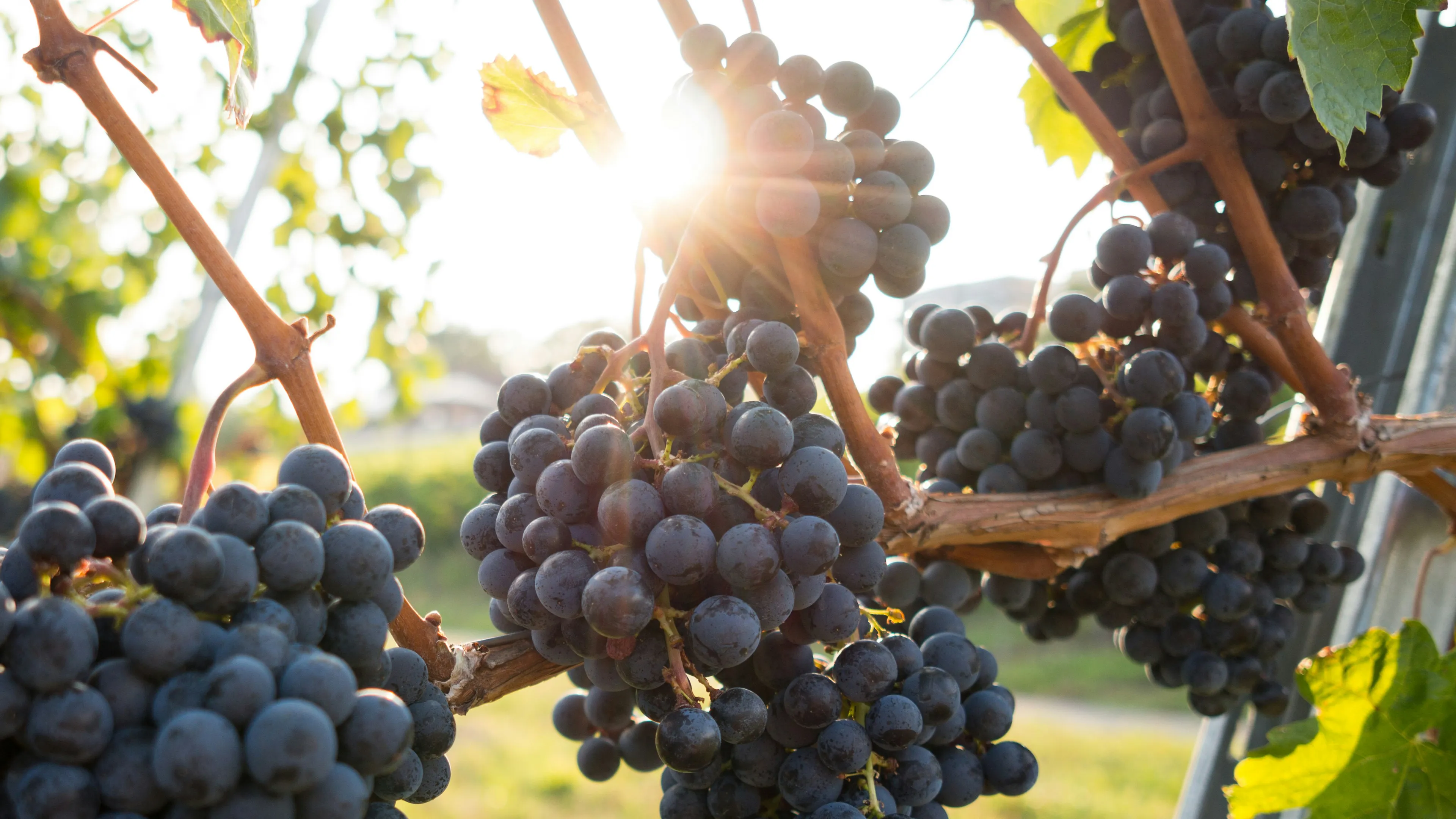 Gros plan sur des raisins rouges mûris au soleil dans le vignoble du Château Plaisance, une image qui illustre la qualité et le terroir uniques à l'origine de notre vin traditionnel Saint-Émilion Grand Cru de Bordeaux.