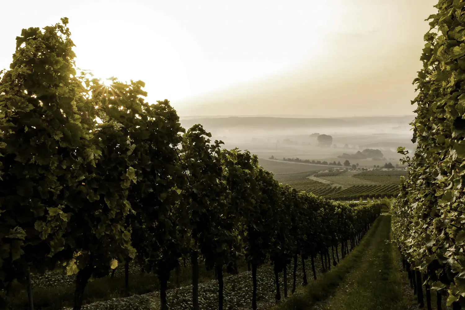 Château Plaisance Saint-Émilion Grand Cru Wein-Nachrichten