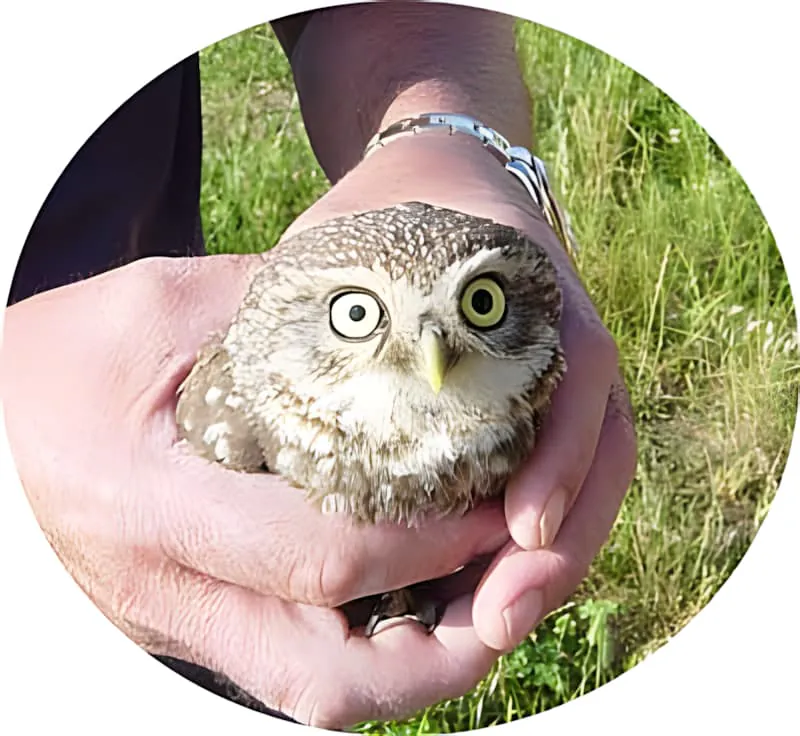 A small, wide-eyed owl being held gently in a person's hands, with green grass in the background.