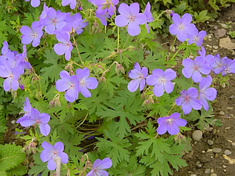 Une photographie au Château Plaisance montrant le Johnson's Blue en pleine floraison, l'un des géraniums à fleurs bleues les plus populaires. Il est apparu pour la première fois dans les jardins anglais dans les années 1950.