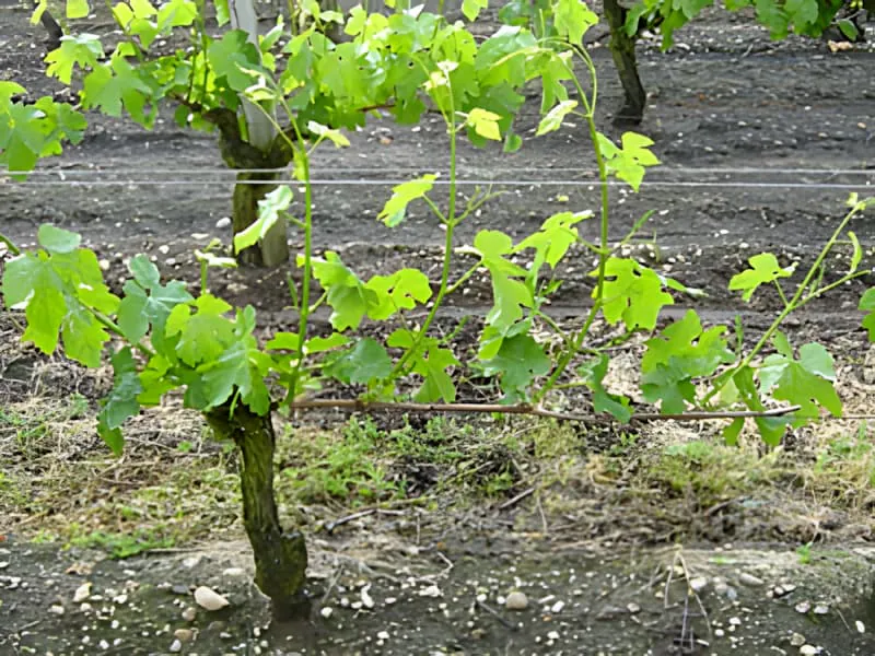 A grapevine with fully developed green leaves and multiple shoots showing vigorous spring growth.
