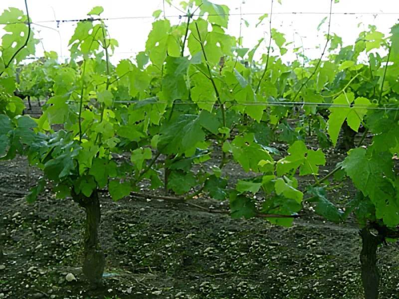A row of grapevines showing full, lush green foliage with abundant leaf coverage in late May.
