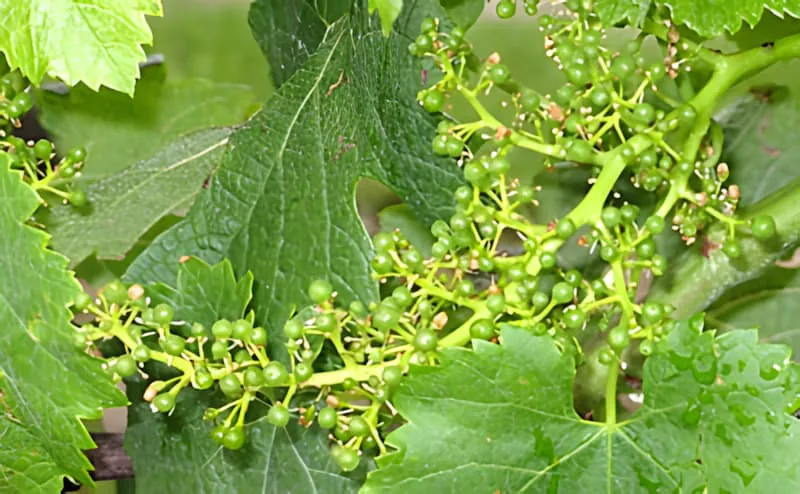 A close-up of a developing grape cluster on the vine, with tiny, green, pearl-like grapes.
