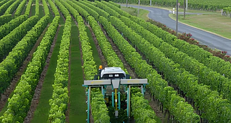 An overhead view of a tractor with specialized equipment trimming the tops of grapevines in neat rows across a vineyard.