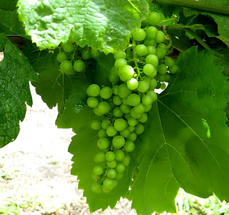 A healthy bunch of pea-sized green grapes growing on the vine, surrounded by lush green leaves.
