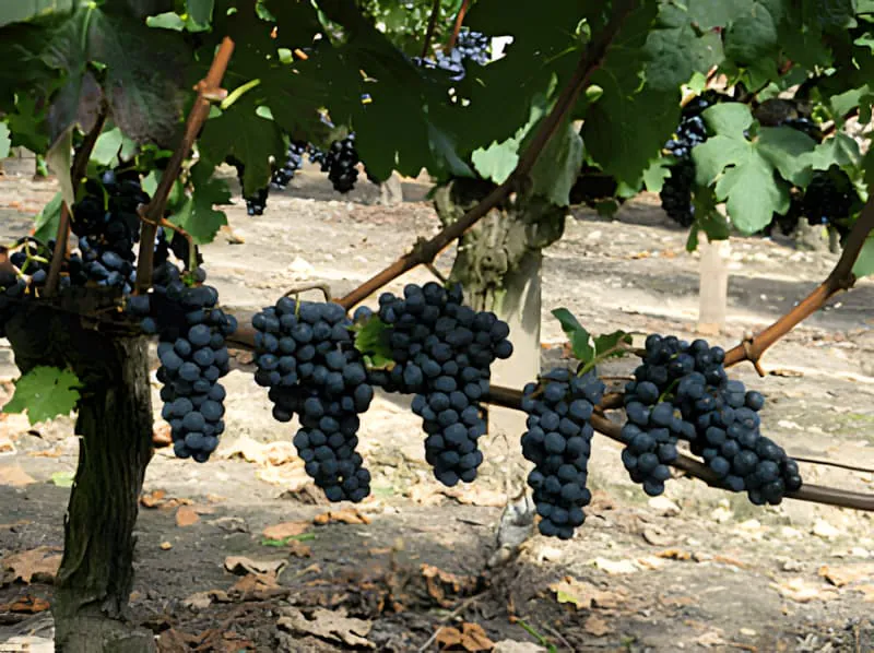 Close-up of multiple bunches of deep purple grapes hanging from a vine, showing full ripeness and rich color development.