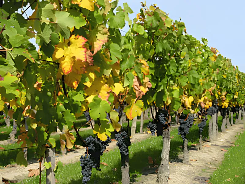 A row of grapevines in autumn, with leaves showing a mix of vibrant gold, crimson, and green colors.