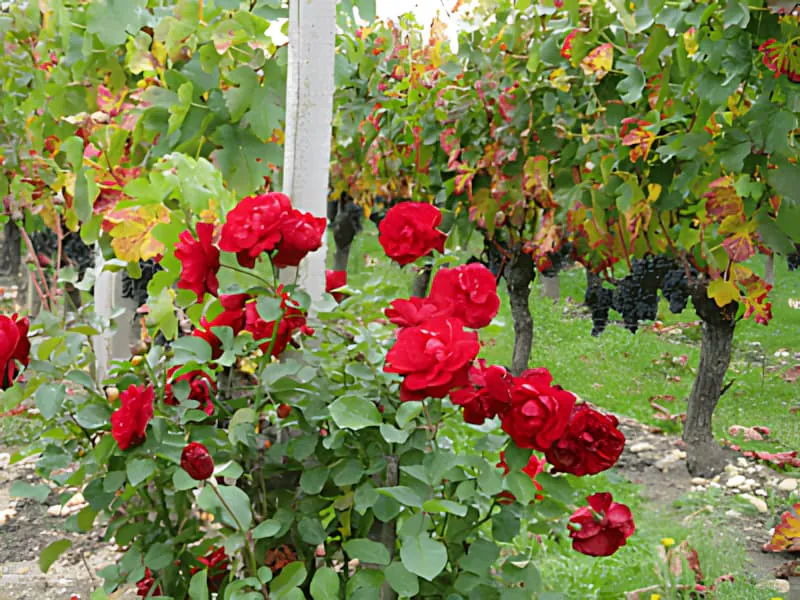 Vibrant red roses blooming at the end of vineyard rows, surrounded by autumn-colored vine leaves in shades of gold and green.