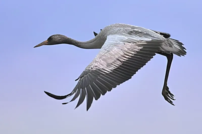 A single crane in flight with wings fully extended against a soft blue sky, showing the elegant form of the migrating bird.