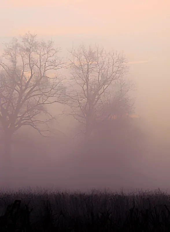 A foggy, atmospheric view of a vineyard in winter, with the bare branches of trees silhouetted against a soft, hazy sky.