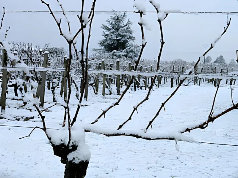 A close-up view of bare grapevine branches and trunk covered with snow, showing the dormant winter state of the vines.