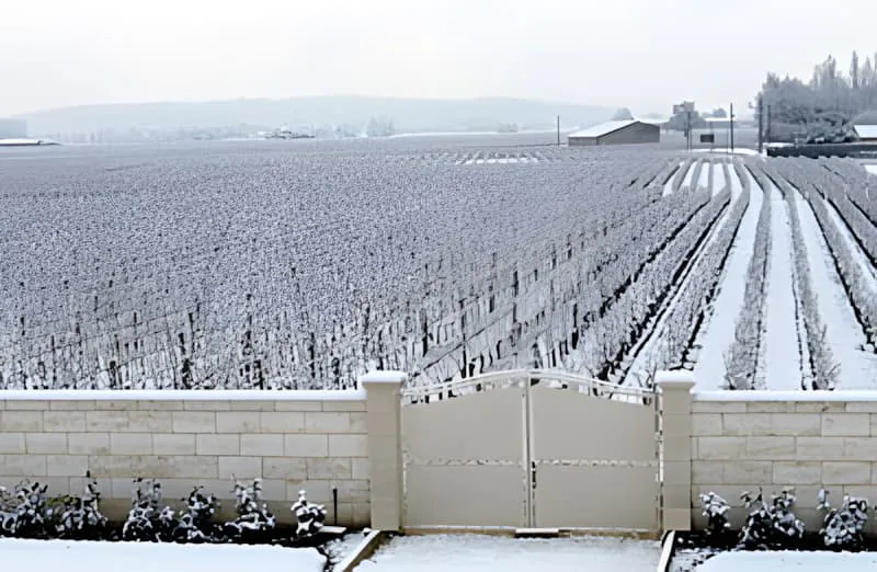 A wide view of snow-covered vineyard rows stretching into the distance, with bare vines and a light dusting of snow on the ground.