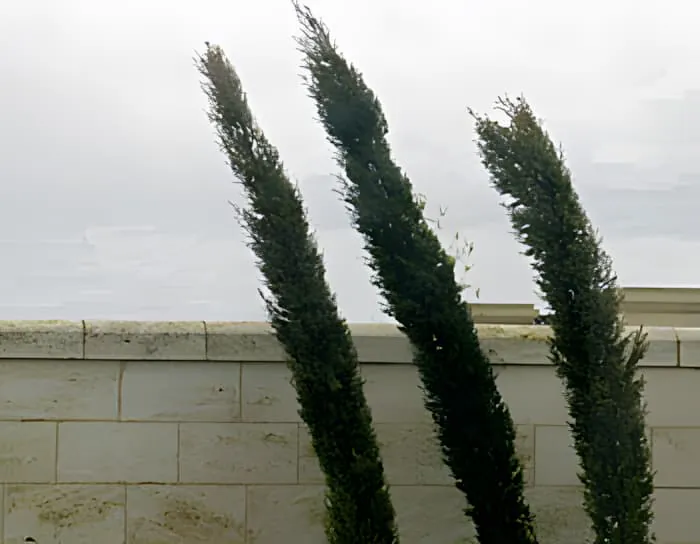 Trois grands cyprès se pliant dramatiquement dans le vent fort contre un ciel gris et orageux.