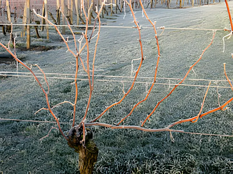 A close-up of a dormant grapevine in winter, before pruning, with multiple canes extending from the main trunk.