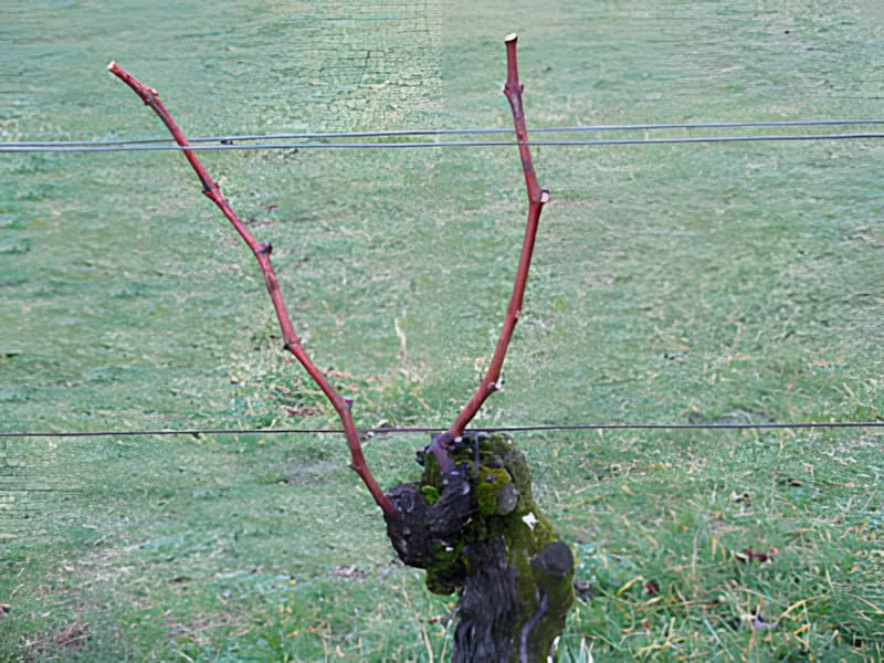 A grapevine after winter pruning, showing the clean cuts and selected remaining canes ready for spring growth.