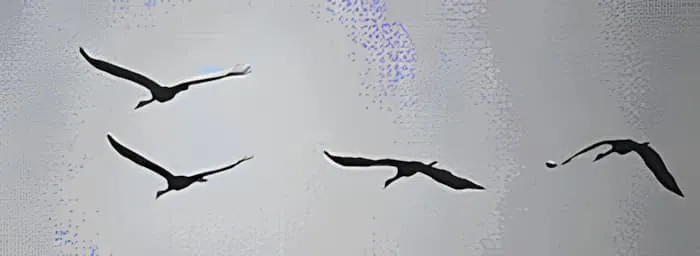 Four cranes flying in formation against a gray sky, showing their distinctive long necks and wingspan during migration.