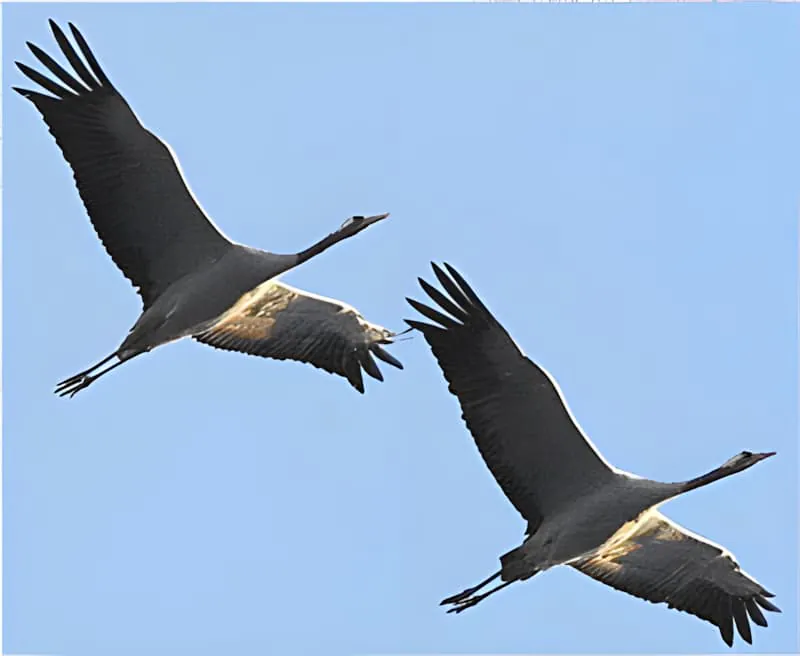 Two large cranes with wings fully extended flying against a clear blue sky, displaying their impressive size and grace.