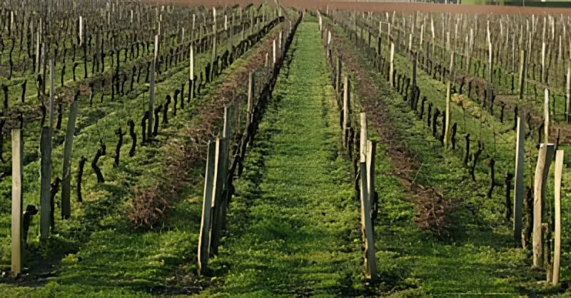Long rows of pruned grapevines with old wood placed between every second row, ready to be shredded in preparation for the growing season.