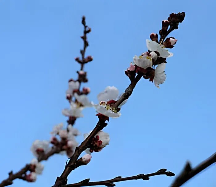 Gros plan de délicates fleurs d'abricotier blanches sur une branche contre un ciel bleu, montrant les détails complexes des fleurs de printemps.