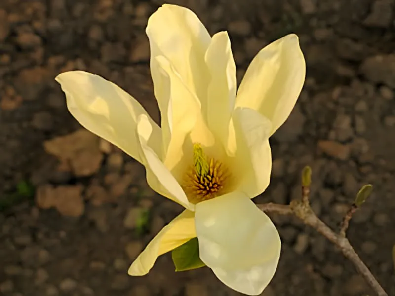 A large, creamy white magnolia flower in full bloom showing its pristine petals and yellow center against a dark background.