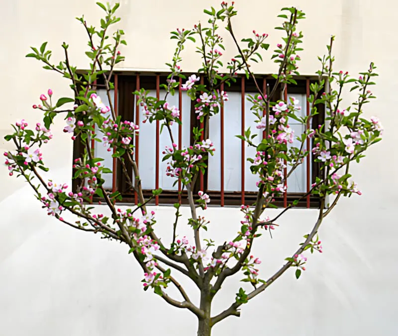 A fruit tree with delicate pink and white blossoms covering its branches, representing the renewal of spring growth.