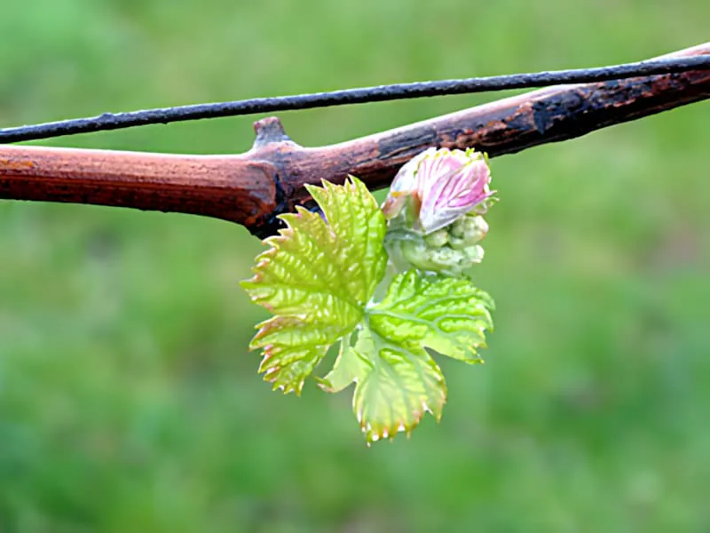 A close-up of a grapevine cane showing the first tender green leaves emerging, demonstrating the vine's spring awakening.