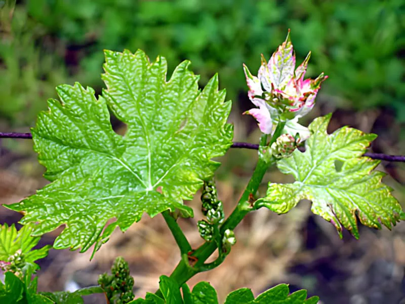 A close-up of a grapevine showing small green leaves and the formation of tiny grape flower clusters at the nodes.