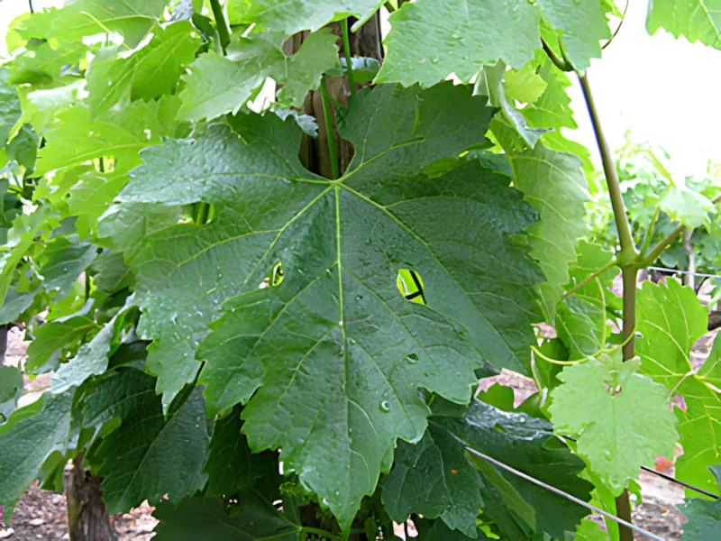 Lush, large grapevine leaves showing their full size and detailed vein structure, demonstrating vigorous spring growth.