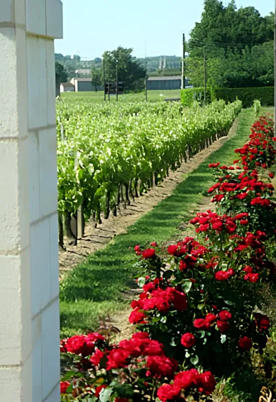 A view from a building showing vineyard rows with vibrant red roses planted along the vine ends, creating a colorful border to the green vines.