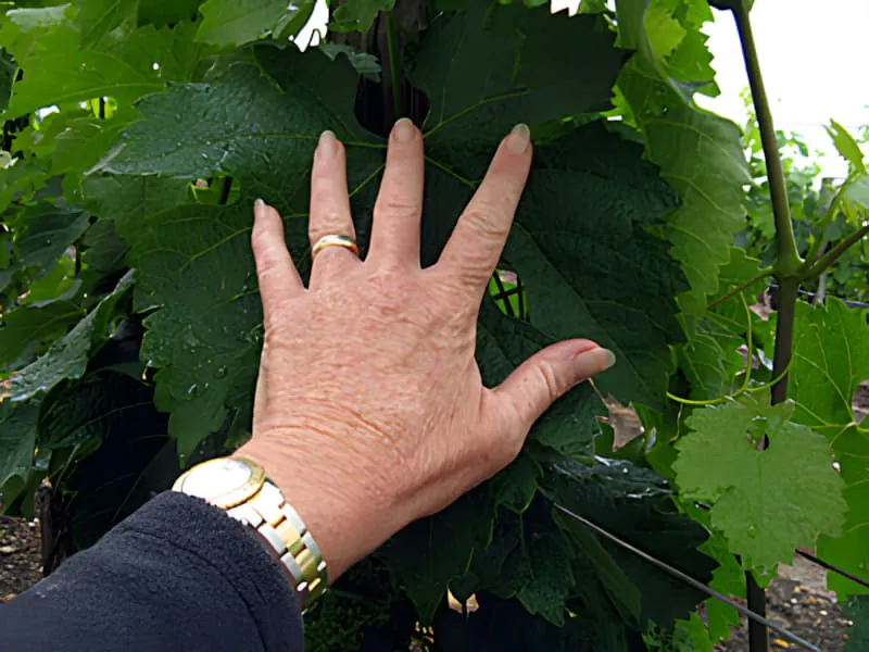 A human hand placed against enormous grapevine leaves, demonstrating the impressive size the leaves have reached during the vigorous growth period.