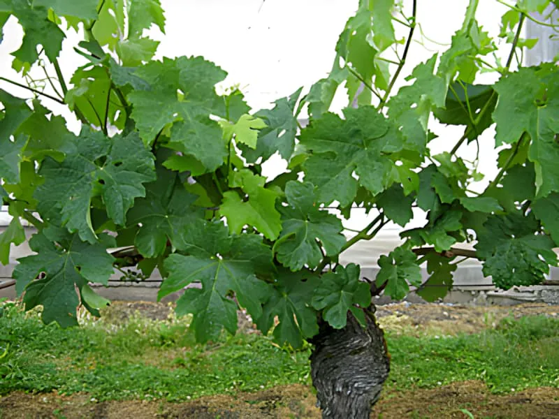 A close-up of a grapevine with lush green leaves and developing floral bud clusters, indicating the start of the blooming period.