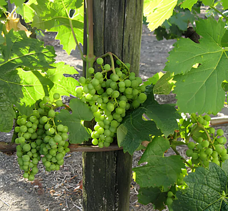 Multiple bunches of small green grapes hanging from vine branches, showing the development of the fruit in early summer.