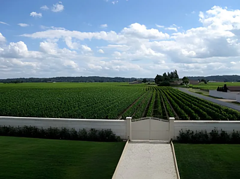 Une vue balayante des rangées de vignoble s'étendant à travers le paysage sous un ciel bleu avec des nuages blancs, montrant le motif organisé de la culture de la vigne.