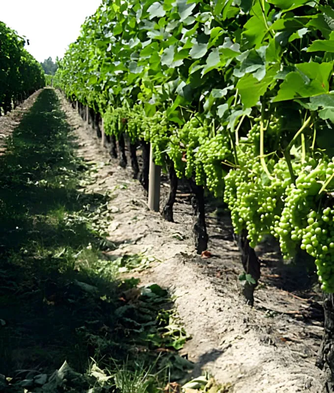 A vineyard row at Château Plaisance showing the results of selective leaf removal, with grape clusters more visible and vines properly ventilated.