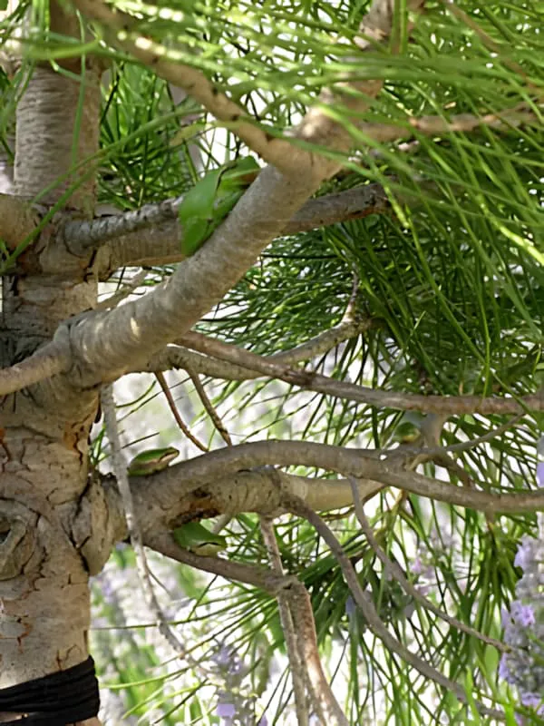 A small green European tree frog resting among the needle-like foliage of an umbrella pine tree.