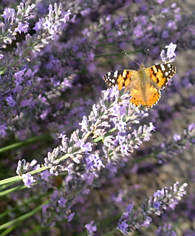 An orange and black Painted Lady butterfly perched on purple lavender flowers, feeding on the nectar.