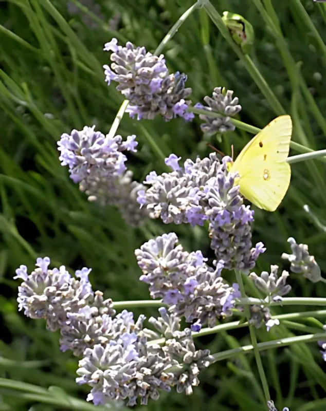A bright yellow butterfly with delicate wings feeding on purple lavender flower spikes.