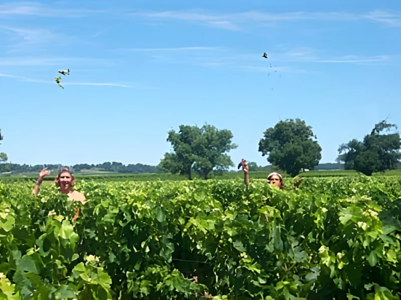 Several vineyard workers visible in the distance working among the green vines under a blue sky with scattered clouds.