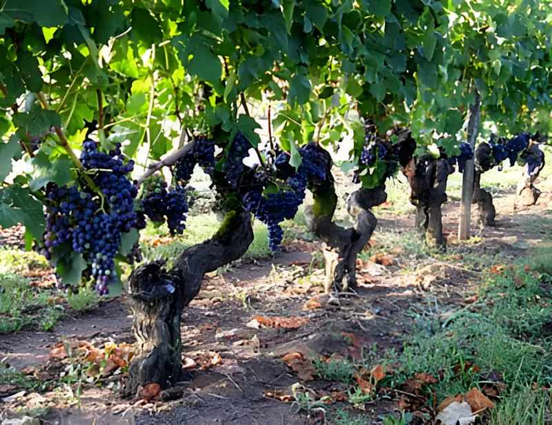 A mature grapevine with a substantial trunk bearing clusters of dark purple grapes, surrounded by autumn-colored leaves on the ground.