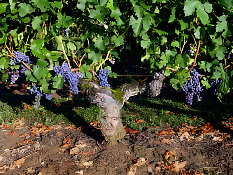 An ancient grapevine with a dramatically gnarled and thick trunk, heavy with purple grape clusters, showing the character of extreme age.