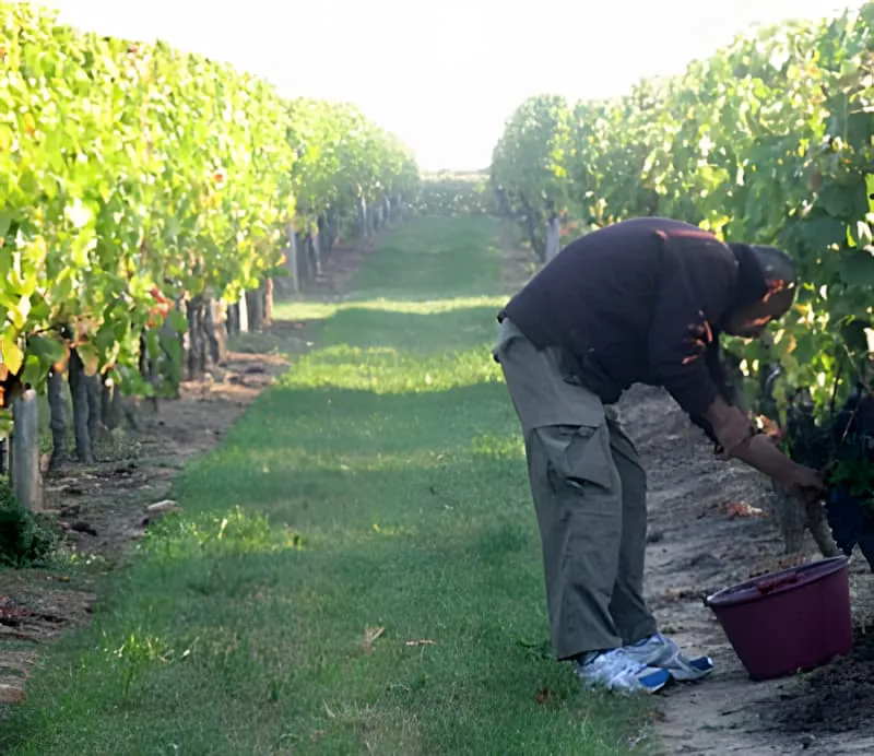 A vineyard worker with a smile is hand-harvesting a bunch of dark purple grapes from the vine.