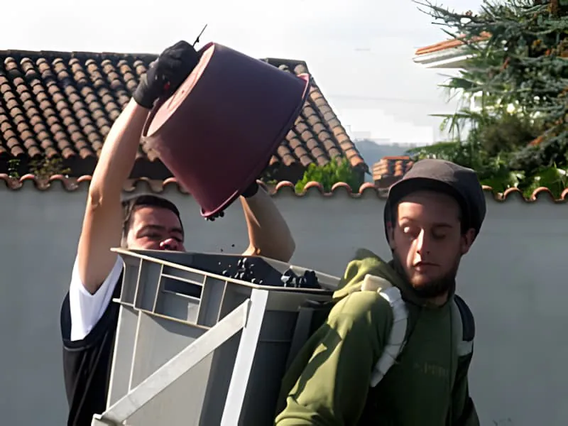 Two vineyard workers, one pouring grapes from a container while another watches, with harvest equipment and buildings in the background.
