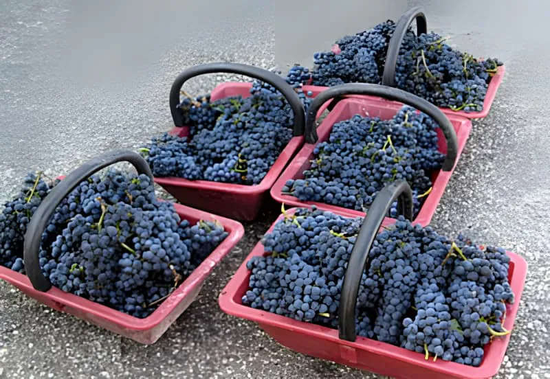 Several red plastic harvest baskets filled with dark purple grapes sitting on the ground, showing the day's hand-picked harvest.