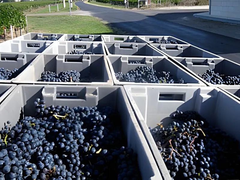 Multiple white plastic sorting bins filled with dark purple grapes arranged in a grid pattern, showing the organized harvest process.