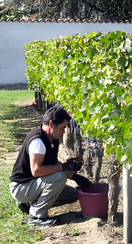 A vineyard worker crouched down among the vines, appearing to finish the final grape harvesting work of the season.