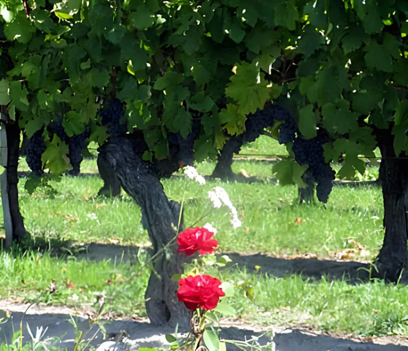 A close-up of a red rose blooming on a bush at the end of a vineyard row, with grapevines in the background.