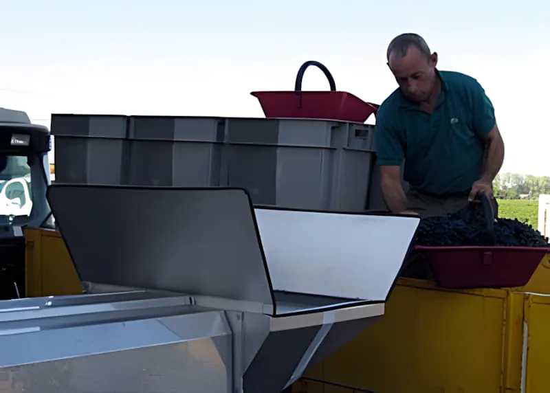 A vineyard worker in a blue shirt pouring grapes from a red bucket into a sorting container, marking the end of harvest activities.